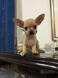 Chihuahua mini cucciolo