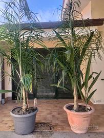 Palme Cocos Plumosa
