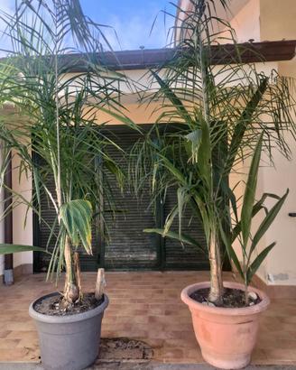 Palme Cocos Plumosa