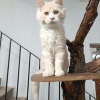 Maine Coon cucciolo con pedigree - Masashiko