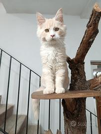 Maine Coon cucciolo con pedigree - Masashiko