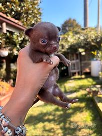 Chihuahua