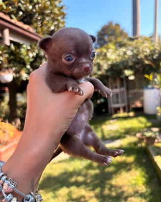 Chihuahua