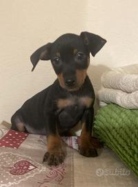 Pinscher ( cucciolini di 2 mesi)