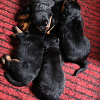 Rottweiler cuccioli machi