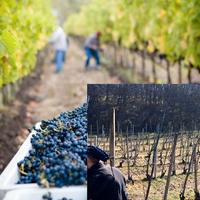 piante uva sistemazione