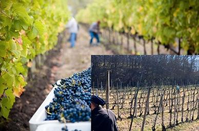 piante uva sistemazione