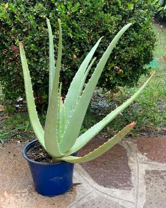 Pianta Aloe Vera