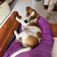 Jack russell di un anno e mezzo maschio