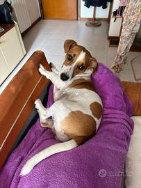 Jack russell di un anno e mezzo maschio