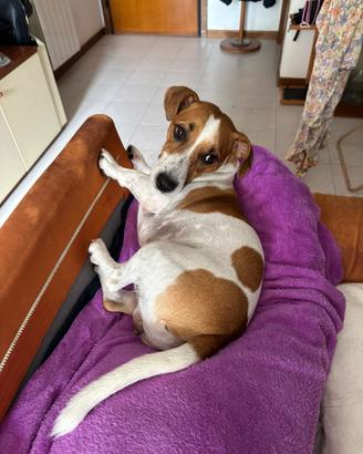 Jack russell di un anno e mezzo maschio