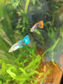 Guppy