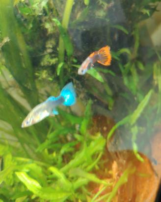 Guppy