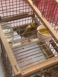 Incardellato anno 2025