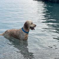 Compagna per Goldendoodle F1 maschio