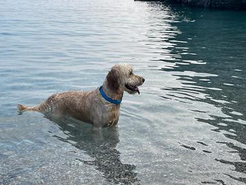 Compagna per Goldendoodle F1 maschio