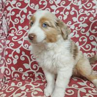 Australian shepherd