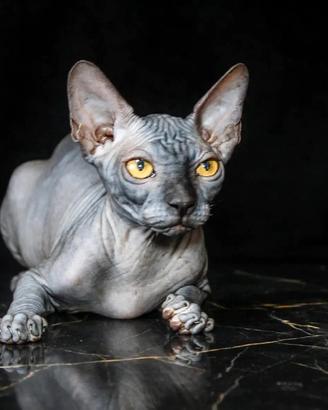 sphynx femmina 