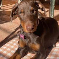 Vendita di cuccioli di doberman