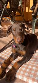 Vendita di cuccioli di doberman