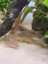 Corydoras