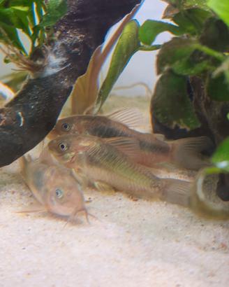 Corydoras