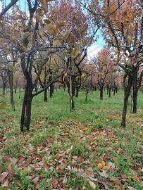 Terreno agricolo