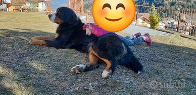 Bovaro del bernese