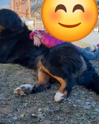 Bovaro del bernese