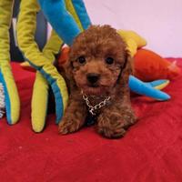 Barboncino cuccioli fulvi toy