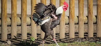 Combattente inglese moderno nano