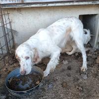 Cane Setter