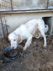 Cane Setter