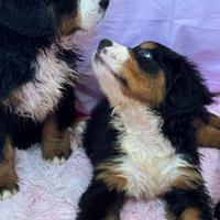 Cuccioli di Bovaro del Bernese