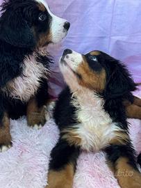 Cuccioli di Bovaro del Bernese