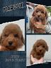 barboncino-nano-piccolo-mardux-con-pedigree-enci