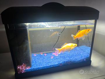 Acquario 25 Litri con pesci e accessori