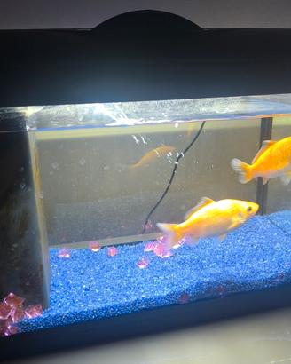 Acquario 25 Litri con pesci e accessori