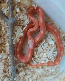 Pantherophis guttatus scaleless