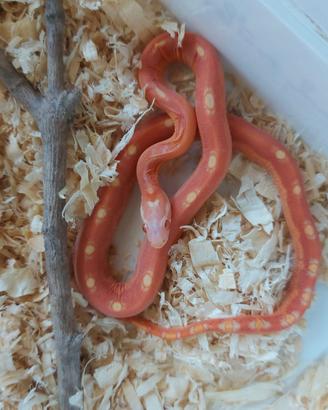 Pantherophis guttatus scaleless
