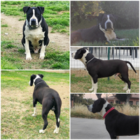 Adozione Amstaff adulto Pedigree Enci