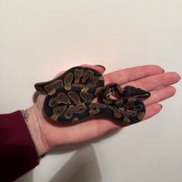 Baby ball Python