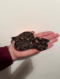 Baby ball Python