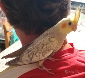 Calopsiti allevate a mano