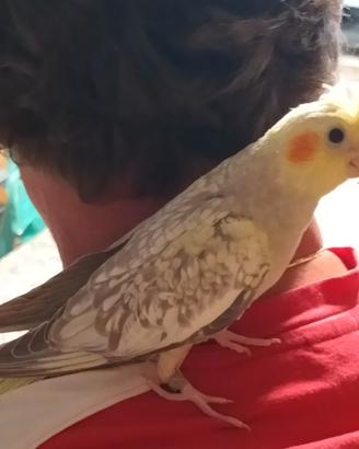 Calopsiti allevate a mano