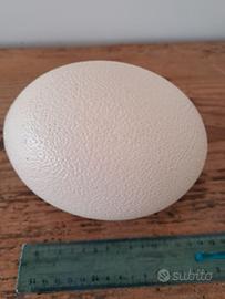 Guscio uovo di struzzo