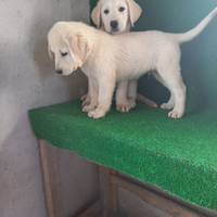 Cuccioli Labrador