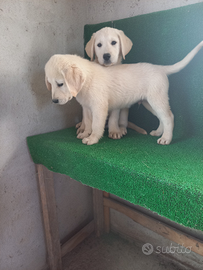 Cuccioli Labrador