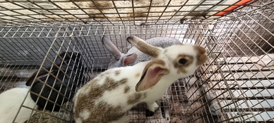 Conigli pesanti da carne