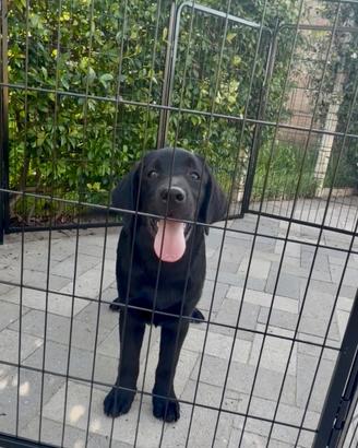 Labrador pedigree